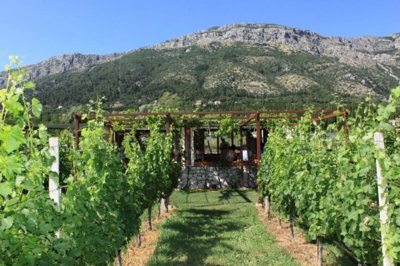 Konavle wine tasting tour from Dubrovnik with 2 vinery's - The Sum Up: Authentic Croatian Wine Experience in Konavle
