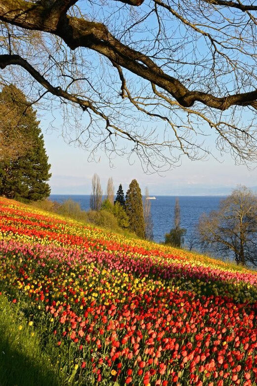 Konstanz: Mainau Island Entry Ticket - Mainau Island: A Scenic Escape on Lake Constance
