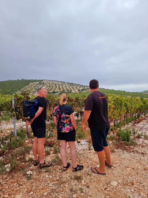 Korcula Buggy Tour Including our Local Food and Wine Tasting - Wine Tasting at the Largest Vineyard on the Island