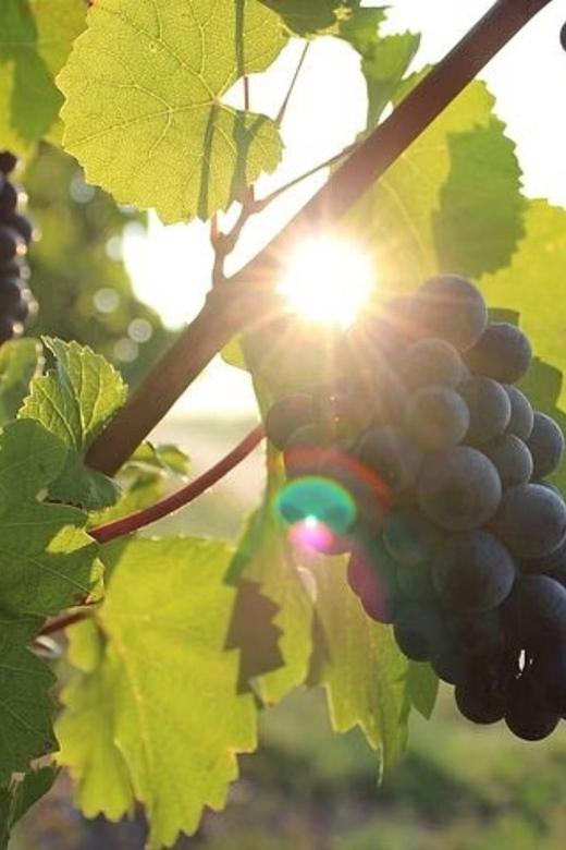 Korcula & Peljesac Wine Tasting Group Tour from Dubrovnik - Korcula & Peljesac Wine Tasting Group Tour from Dubrovnik: An Engaging Day of Wine, History, and Scenic Beauty