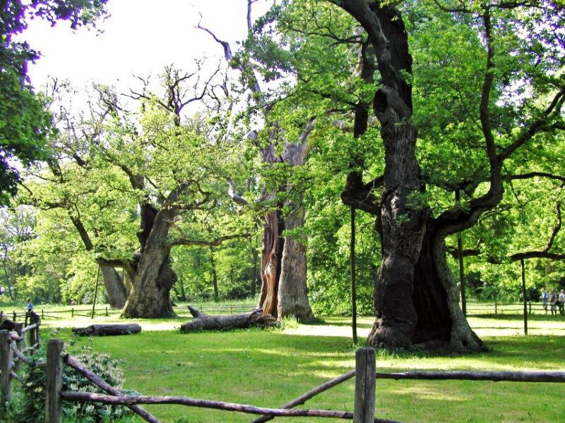 Kornik Castle and Rogalin Palace Half-Day Private Tour - Scenic Return to Poznan and Final Impressions