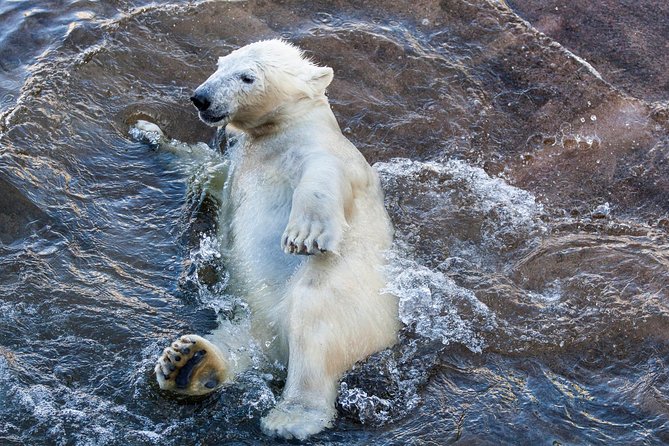 Korouoma Canyon & Ranua Zoo Tour - Buffet Lunch and Free Time in Ranua