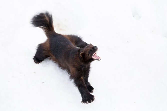 Korouoma Canyon & Ranua Zoo Tour - Guides and Reviews: What Makes the Experience Special