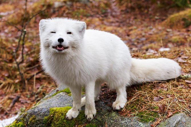 Korouoma Canyon & Ranua Zoo Tour - Limitations and Considerations