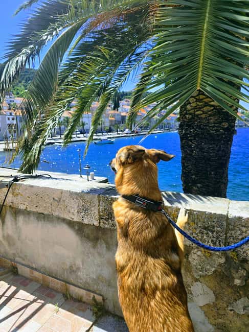 Korula: Day Trip from Baka Voda with Wine Tasting - Final Thoughts on the Korula Day Trip from Baka Voda