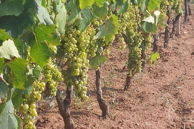 Korula for Wine Lovers - Poip and Grk Wines Private Tour - Scenic Drives Between Vineyards and Villages