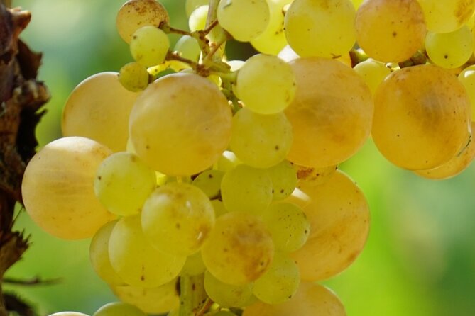 Korula for Wine Lovers - Poip and Grk Wines Private Tour - Logistics: Meeting Point and Tour Structure