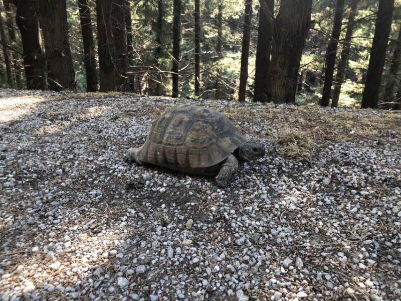 Kos 4x4 Exploration: Panoramic Views, Villages & Flavors - Salt Lake: A Natural Wonder for Photos