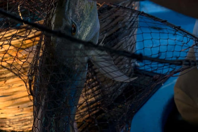 Kos, Greece: Fishing Trip Experience with Captain Tasos - Final Thoughts on the Kos Fishing Trip with Captain Tasos