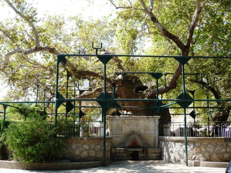 Kos: Island Highlights Bus Tour with Greek Honey Tasting - Tour Value and Overall Experience