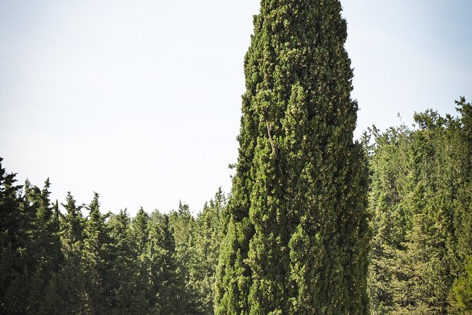 Kos Local Tasting - Wine, Oil & Honey - Honey Tasting at a Kefalos Honey Factory