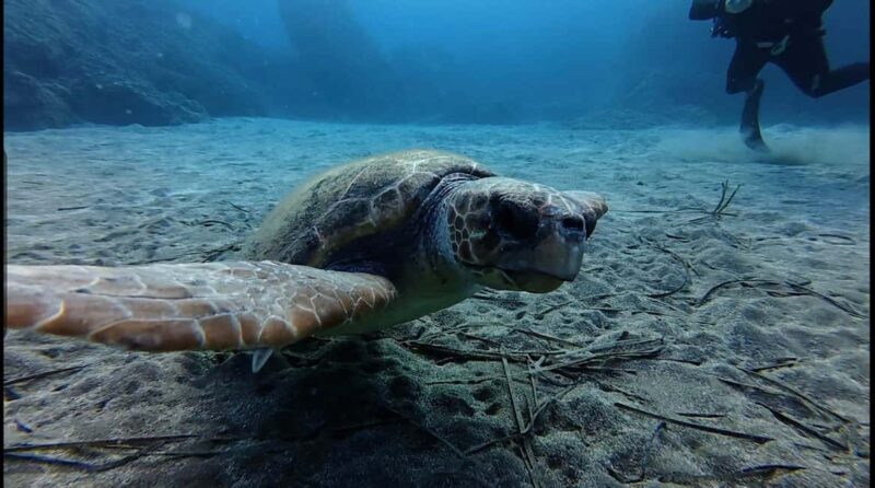 Kos: Scuba Diving Experience with Hotel Pickup - Exploring the Vibrant Marine Life of Kos