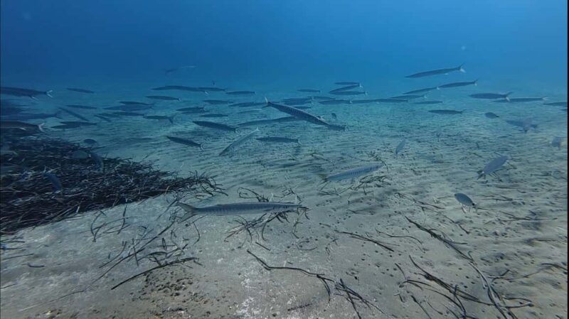 Kos: Scuba Diving Experience with Hotel Pickup - Who Will Most Appreciate This Experience