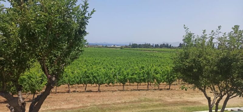 Kos: Wineries Tour w/ Wine Tastings & Transportation - Reviews and Ratings Highlights