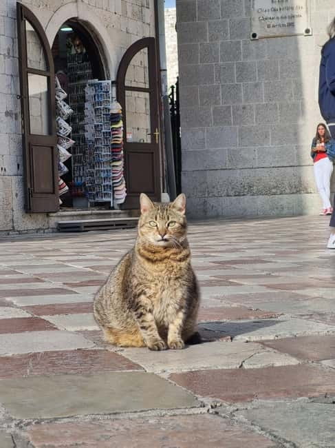 Kotor Old Town Small-Group Walking Tour - Walking Along the Northern and South Gates
