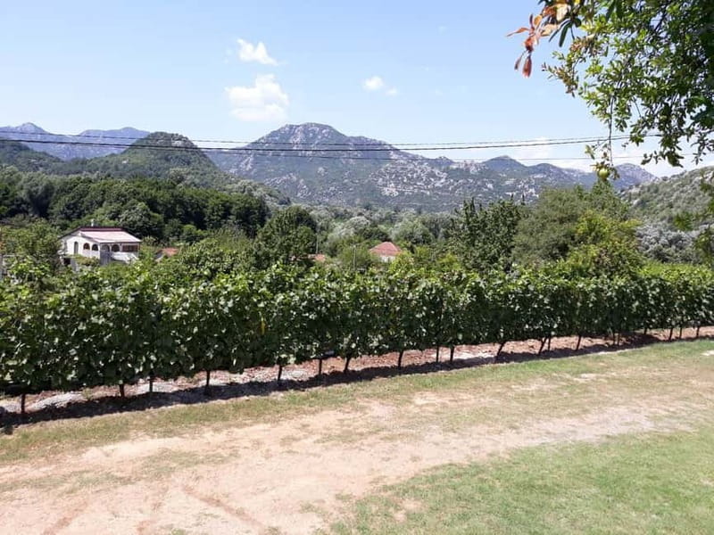 Kotor: Skadar Lake National Park with Wine Tasting - Why Choose This Tour for Your Montenegro Visit