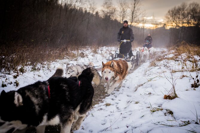 Kraków Full Dog Sled Ride - Key Points