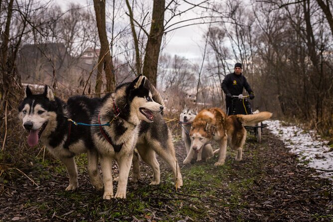 Kraków Full Dog Sled Ride - Practical Details and Accessibility