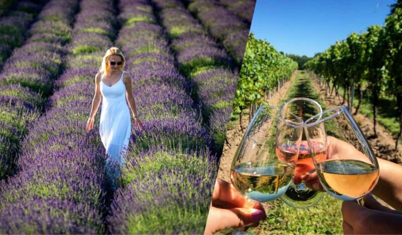 Kraków: Private Lavender Fields & Vineyard Tasting Tour - Tasting Regional Wines at Wieliczka Vineyard