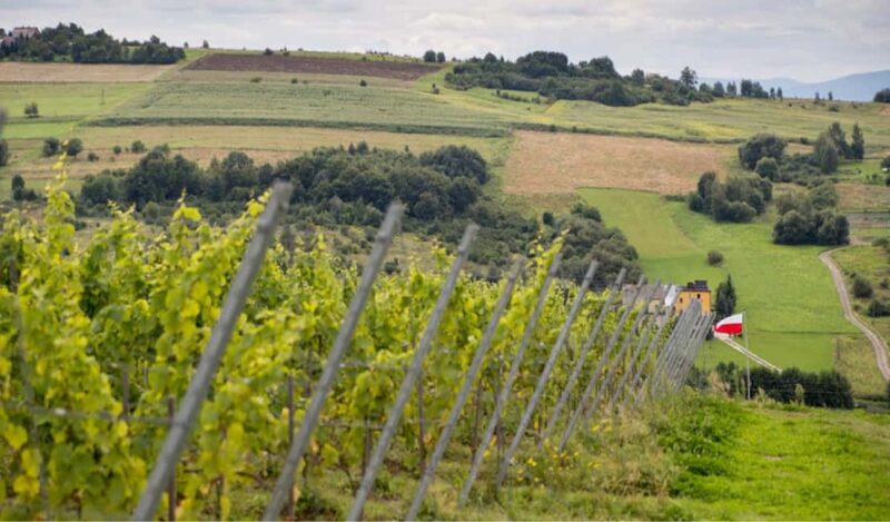 Kraków: Private Lavender Fields & Vineyard Tasting Tour - A Relaxed Afternoon in the Lavender Fields