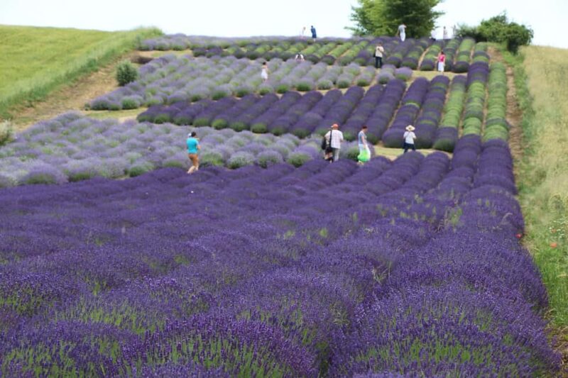 Kraków: Private Lavender Fields & Vineyard Tasting Tour - What’s Not Included and Seasonal Considerations