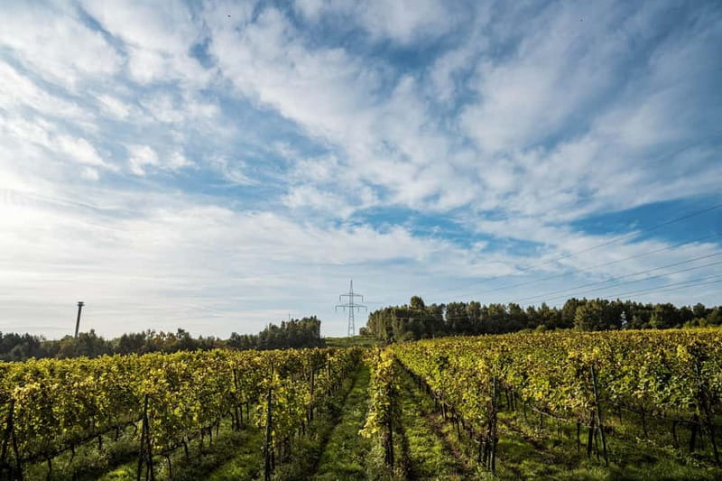 Krakow: Vineyard Tour with Wine Tasting & Dinner - Savoring a 3-Course Seasonal Dinner