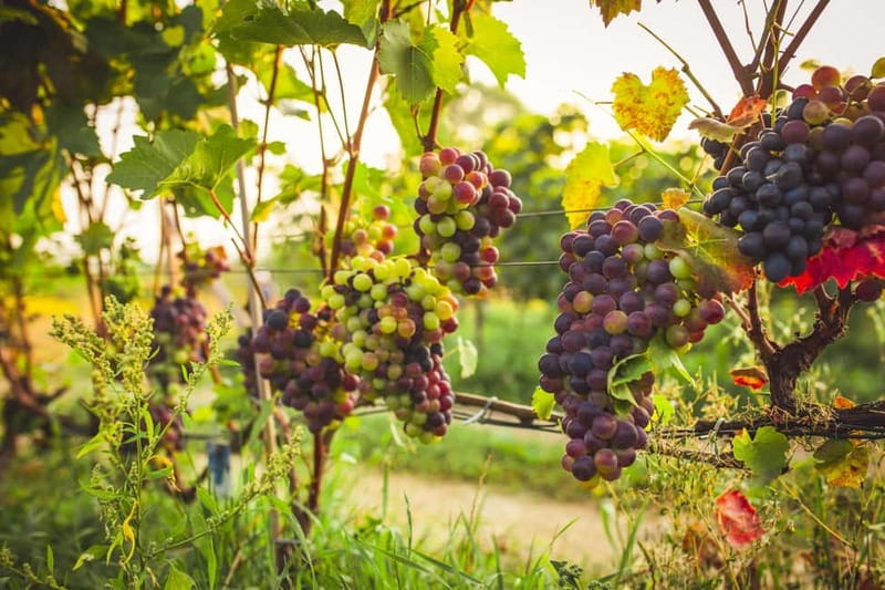 Krakow: Vineyard Tour with Wine Tasting & Dinner - Return Journey and Practical Details