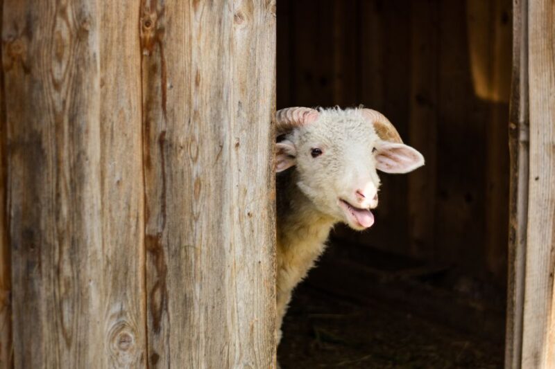 Krakow: Zakopane Tour with Cable Car, Tasting & Hotel Pickup - Visiting Wielka Krokiew and the Wooden Villages on the Return