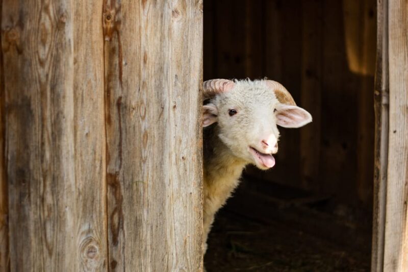 Krakow: Zakopane Tour with Cable Car, Tasting & Hotel Pickup - Comfortable Transportation and Expert Guides Make the Difference