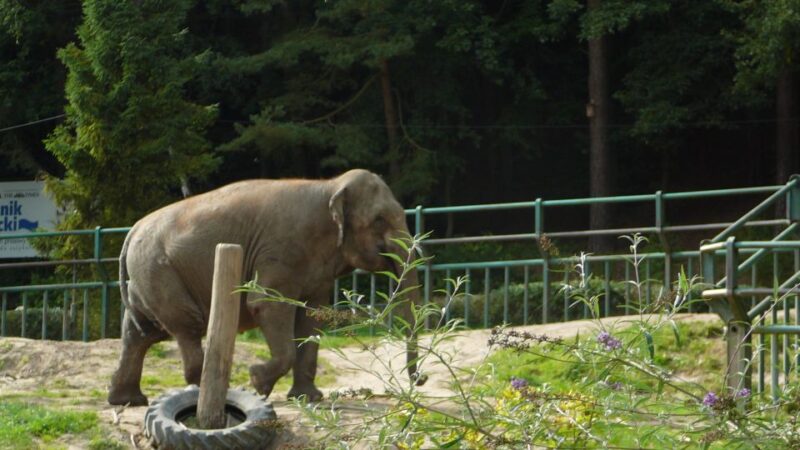 Krakow: Zoo Tour with Private Transport and Tickets - What You Can Expect During the Tour