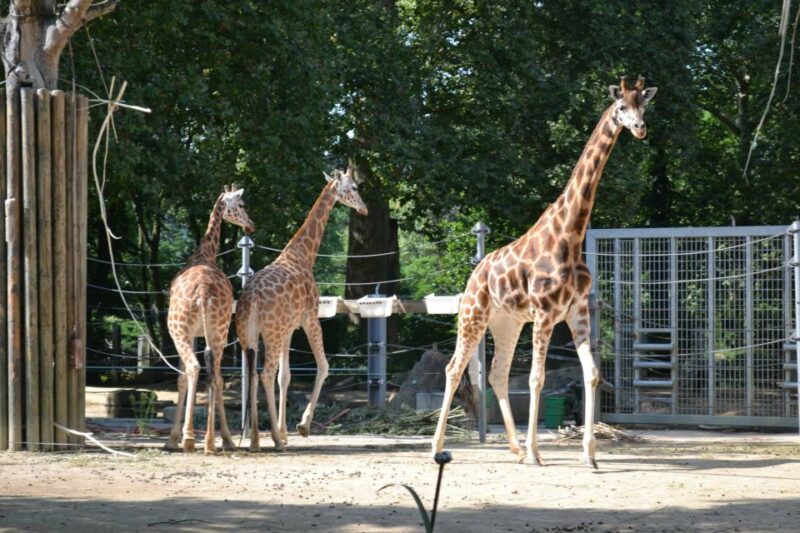 Krakow: Zoo Tour with Private Transport and Tickets - The Comfort and Practicality of Private Transport