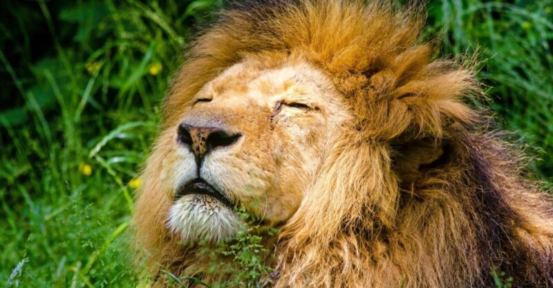 Krakow: Zoo Visit with Hotel Pickup & Drop-Off - Key Points