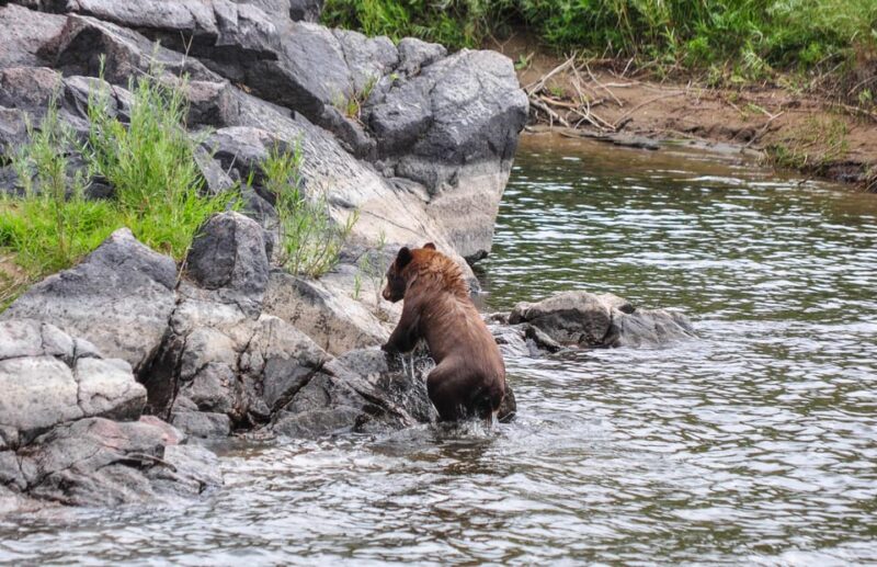 Kremmling: Upper Colorado Half-Day Guided Float - Pacing and Timing of the Float Trip