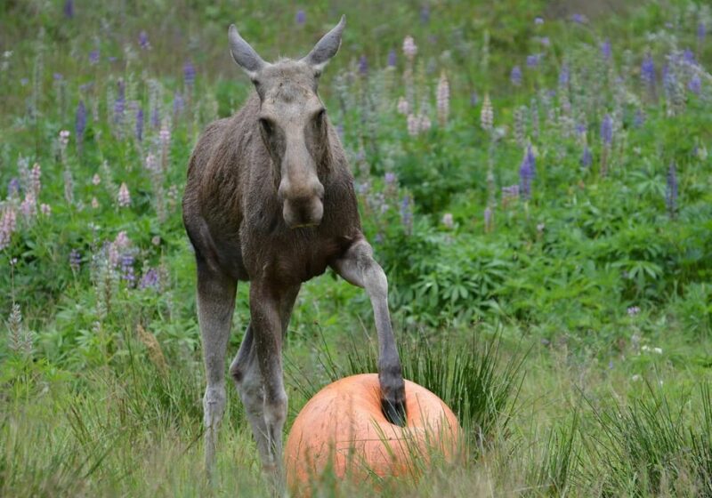 Kristiansand: Guided Bus Tour and Moose Park Experience - The Chance to Pet a Moose and Interact Safely