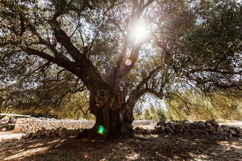 Krk: Boat Trip to Rab & Pag with Sightseeing & Swimming - Swimming and Relaxing in Ideal Croatian Climate