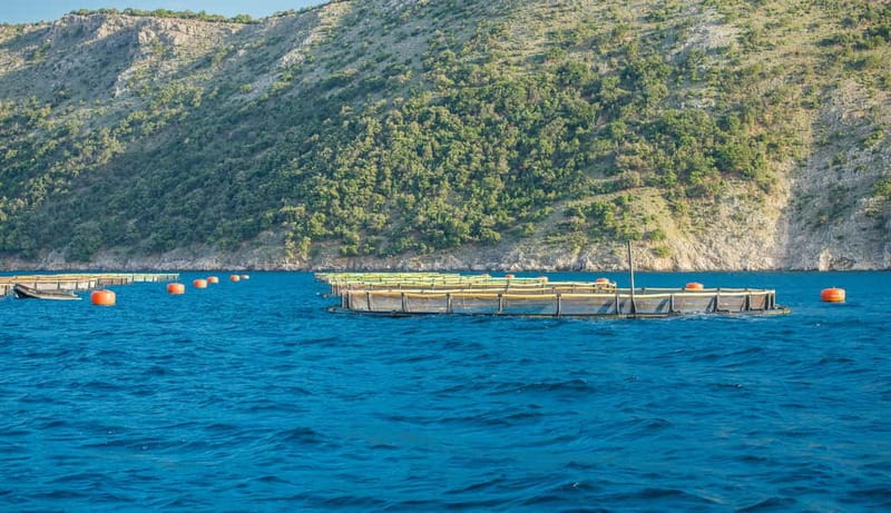 Krk: Golden Beach and Blue Cave Cruise with Welcome Drink - Explore Krk’s Best Coastal Highlights on a 4-Hour Cruise