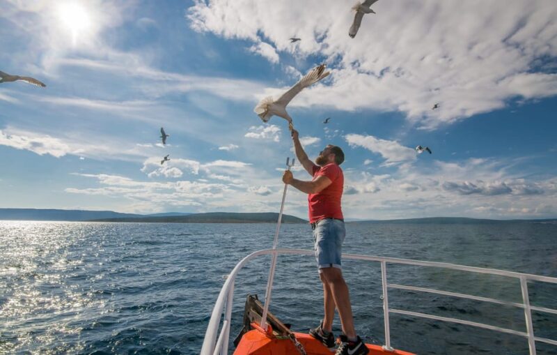 Krk: Golden Beach and Blue Cave Cruise with Welcome Drink - Wildlife Encounters: Griffon Vultures and Seagulls