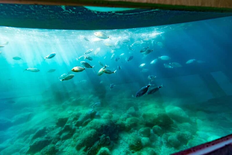 Krk: Yellow Semi-Submarine Tour - Who Will Enjoy the Yellow Semi-Submarine Tour?