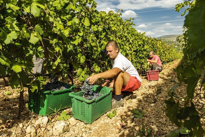 Krka Waterfalls & Dalmatian delights from Split or Trogir - Logistics and Comfort: Easy Transportation and Group Size