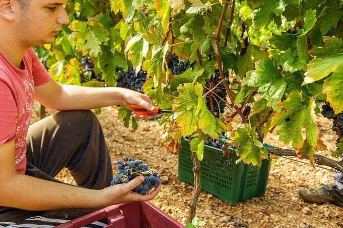 Krka Waterfalls & Dalmatian delights from Split or Trogir - Highlights of the Guided Experience