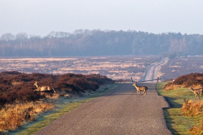 Kröller-Müller Museum and National Park Private Day Tour from Amsterdam - Practicalities and Considerations