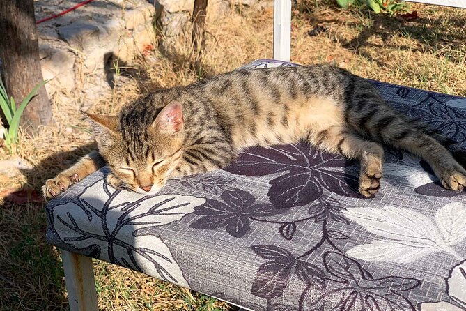 Kruja - Attractions and Bazar, Private Tour from Tirana - Return Journey to Tirana and Reflection