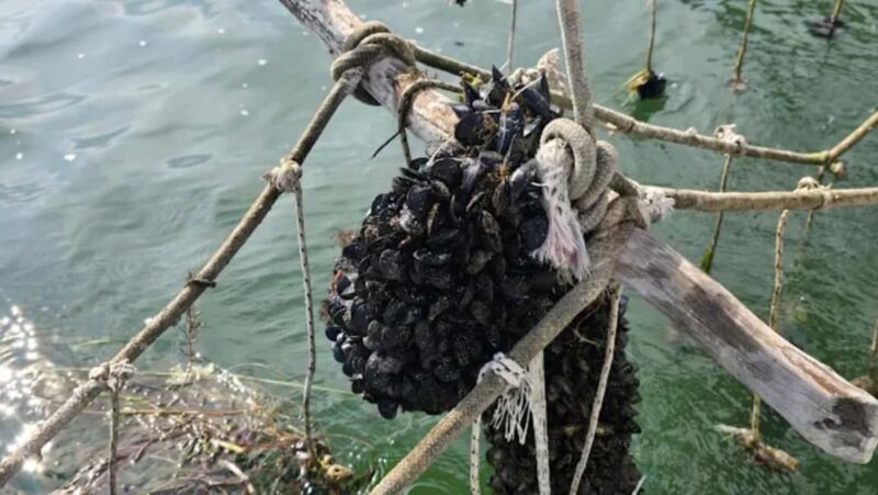 Ksamil Sailing & Mussel Tasting Experience - Key Points