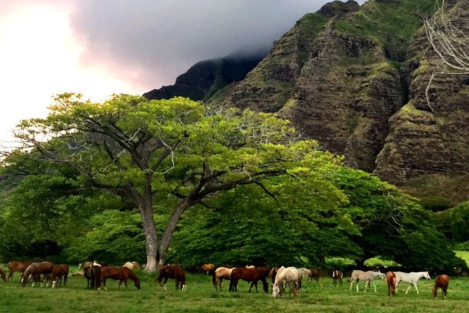 Kualoa Ranch - Horseback Walking Tour - Meeting Point and Logistics at Kualoa Ranch