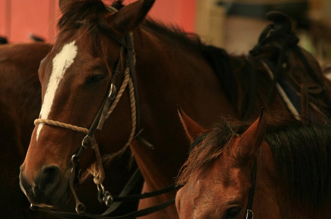 Kualoa Ranch - Horseback Walking Tour - The Scenic Views of Kanehoalani Mountains