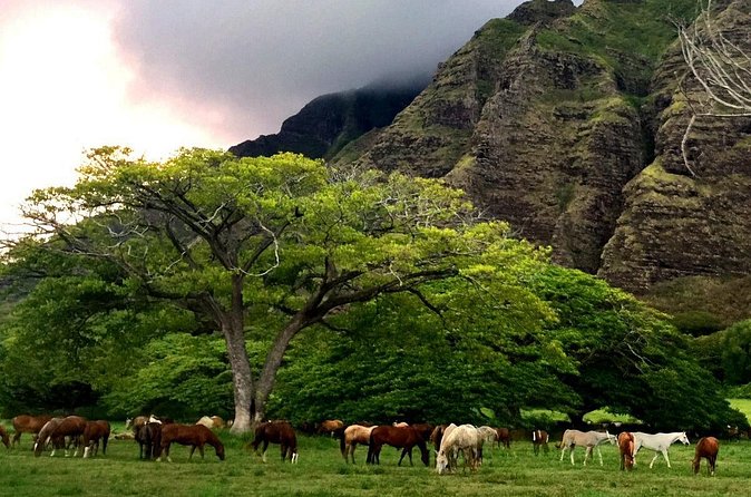Kualoa Ranch - Horseback Walking Tour - Rider Safety, Physical Requirements, and Preparation