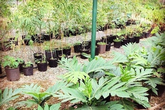 Kualoa Ranch - Kualoa Grown Tour - Hollywood Films and Regions Scenic Backdrop