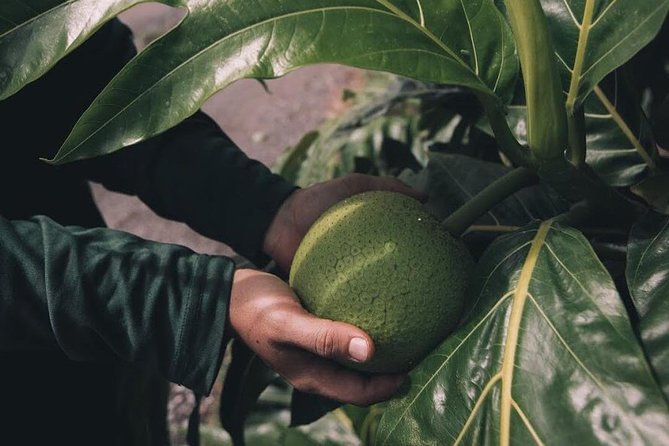 Kualoa Ranch - Kualoa Grown Tour - The Guided Tour Experience and Audience