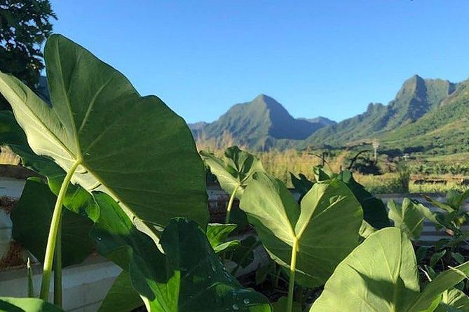 Kualoa Ranch - Kualoa Grown Tour - Value and Comparisons