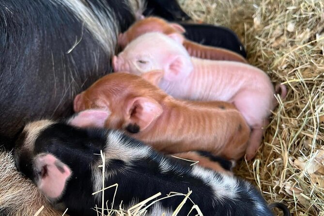 KuneKune Pig Farm Tour - The Experience of Meeting the Kunekune Pigs
